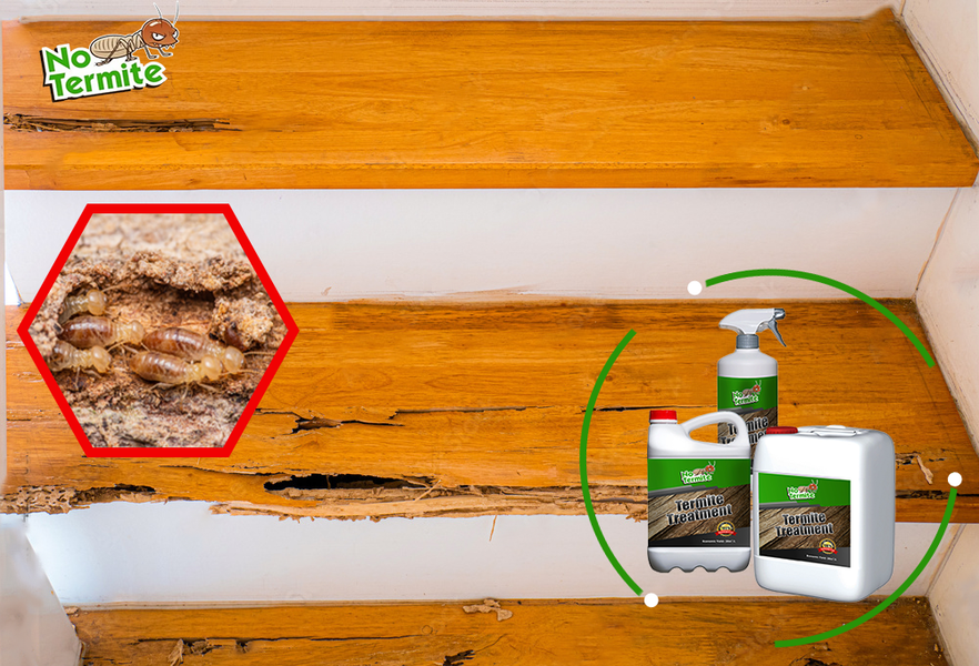 Kas teie kodu on termiitidele vastupidav?
