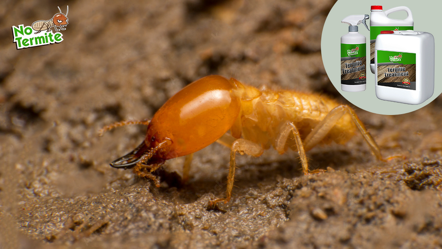 Termiitide kaitse: majaomaniku juhend termiitide edu saavutamiseks